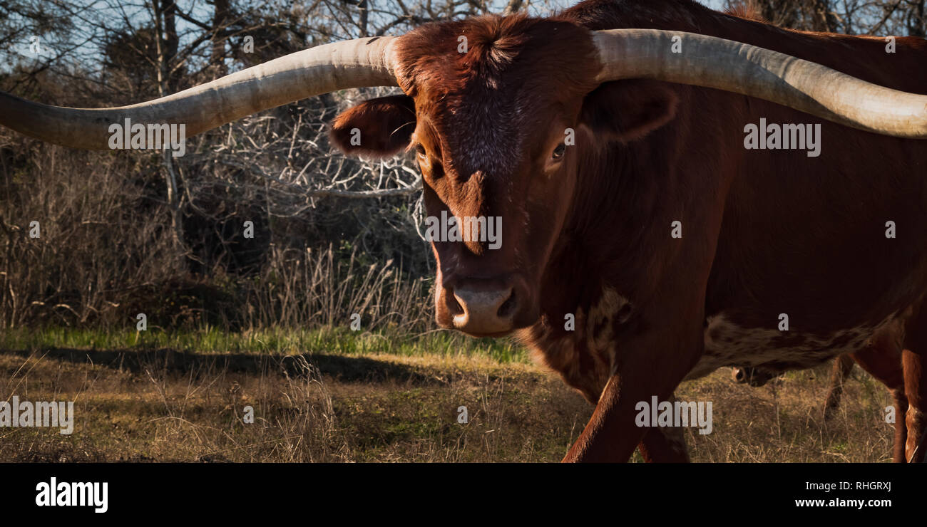 Un Texas Longhorn, la mascotte de l'Université du Texas, broute dans un pâturage à Georgetown, juste au nord de la ville d'Austin. Banque D'Images