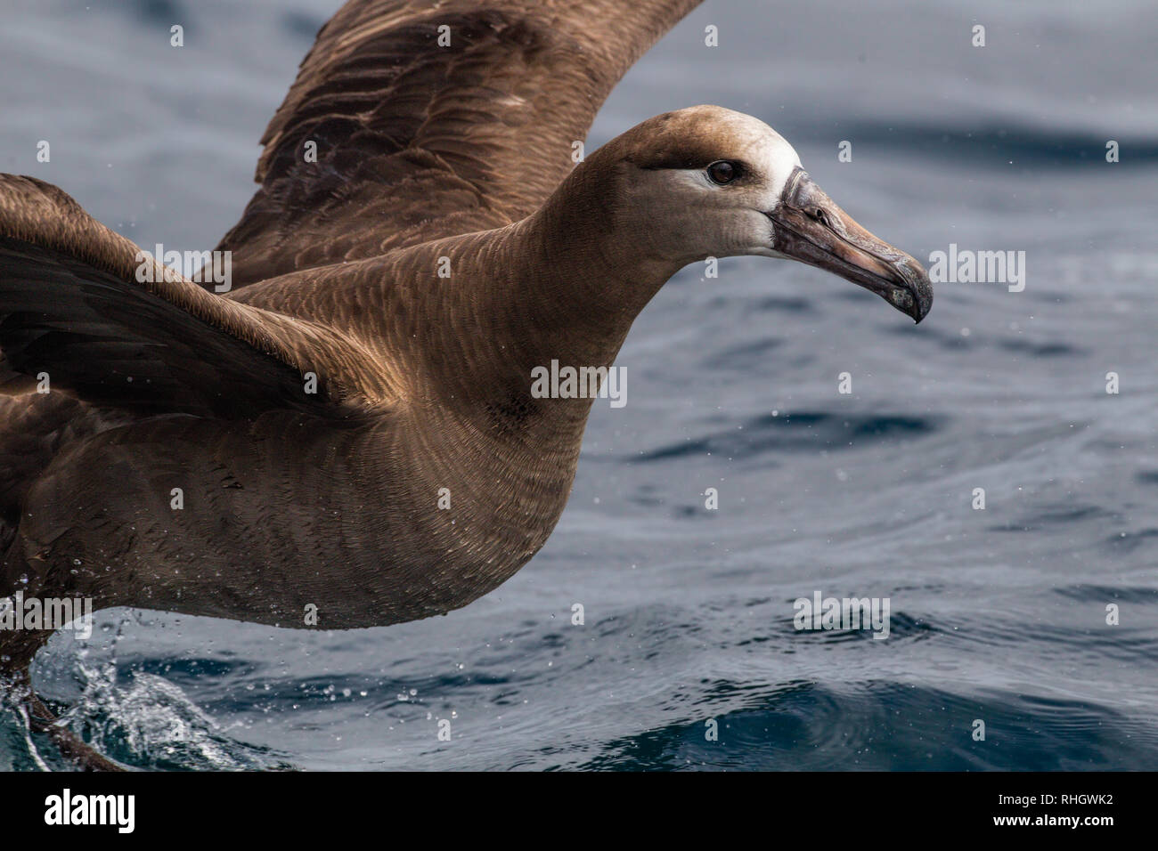 Un albatros à pieds noirs (Phoebastria nigripes) prend son envol au large de la côte de l'Oregon Banque D'Images