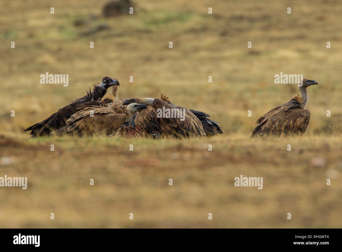 Un même cinerous (Coprinus monachus) et quatre vautours eurasien (Gyps fulvus) se nourrissent d'une carcasse de mouton dans l'Estrémadure, Espagne. Banque D'Images