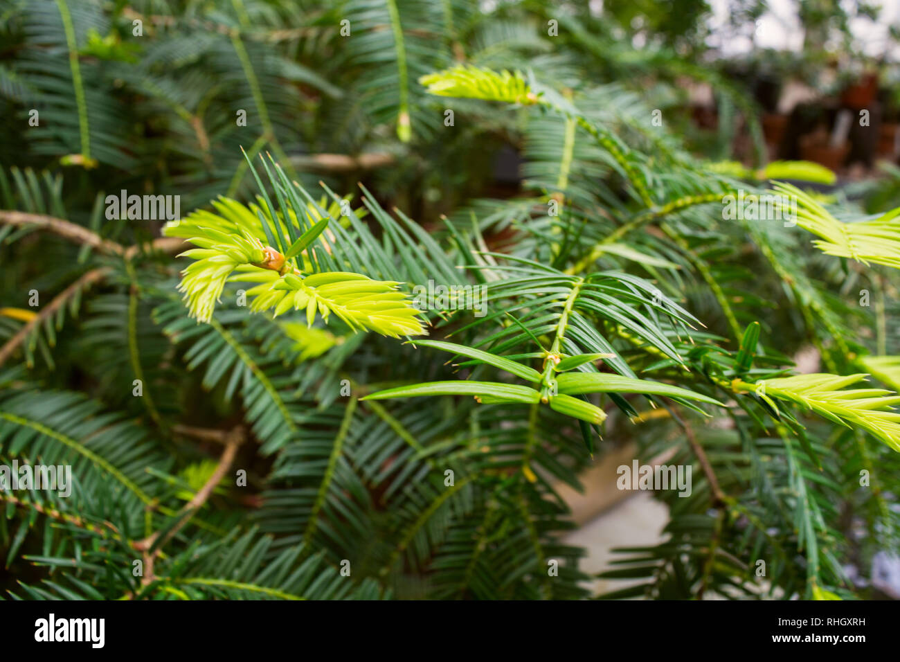 Green nature libre contexte avec de jeunes branches, selective focus Banque D'Images