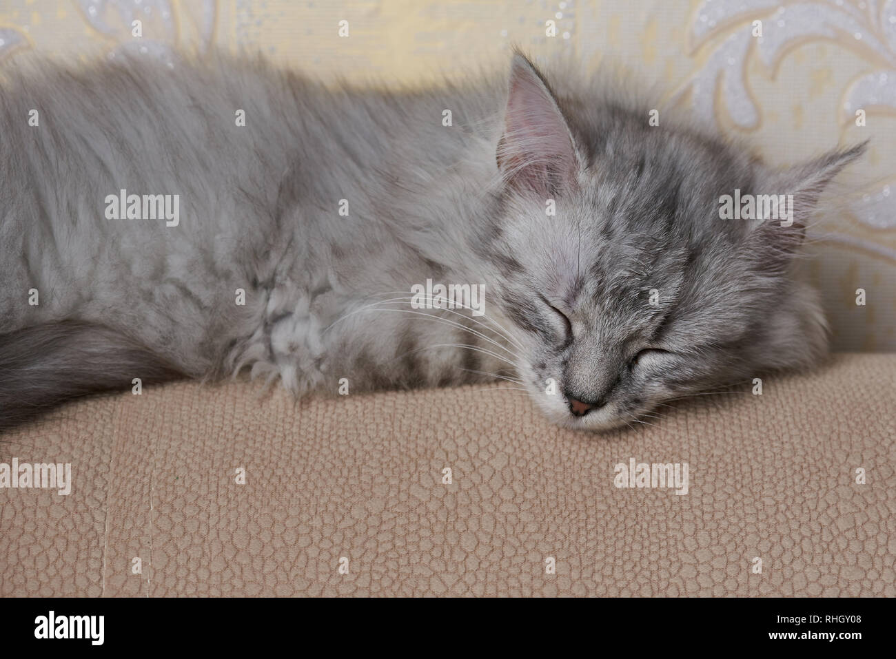Sweet dormir petits chat gris sur canapé soft accueil Banque D'Images
