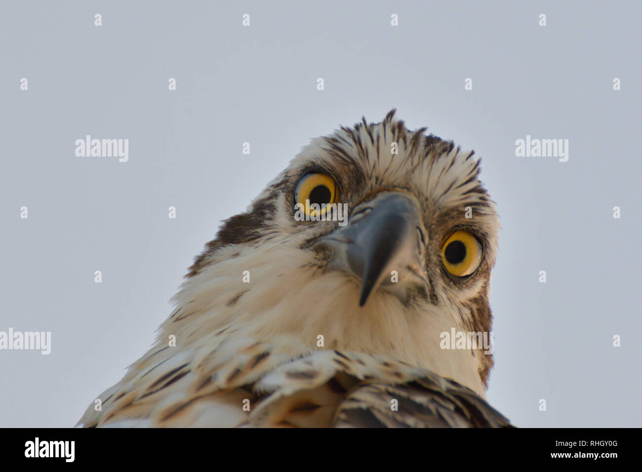 L'OSPREY, le poisson hawk close up Banque D'Images