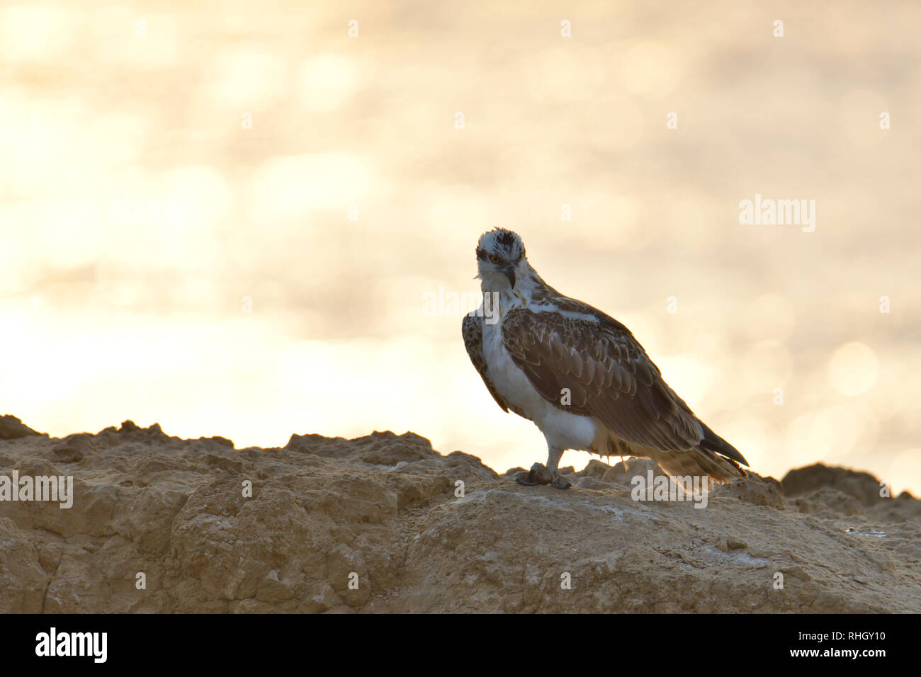 L'Osprey, poisson faucon, oiseau de proie Banque D'Images