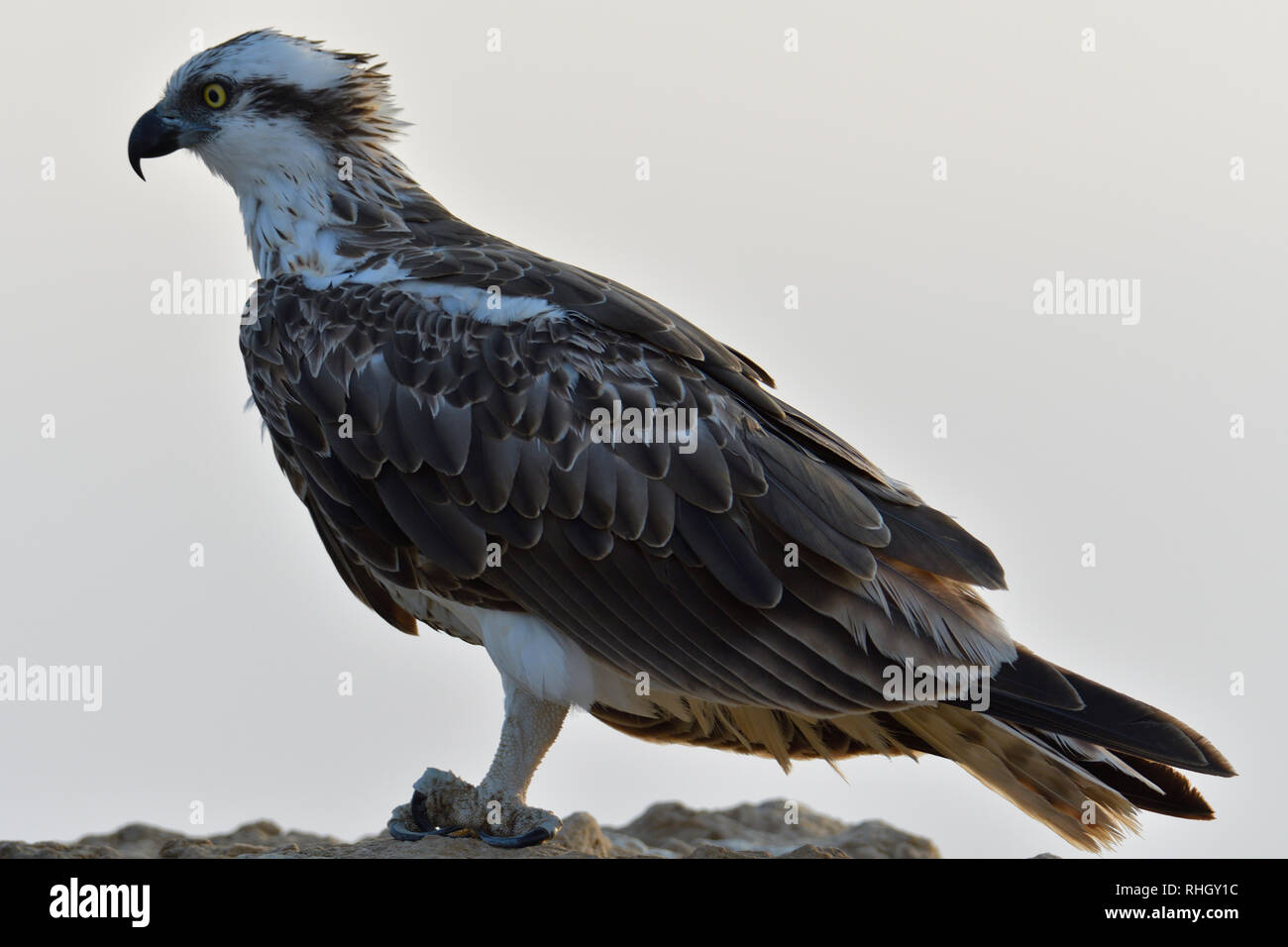 L'Osprey, poisson faucon, oiseau de proie Banque D'Images