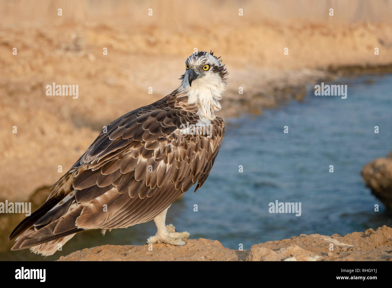 L'Osprey, poisson faucon, oiseau de proie Banque D'Images
