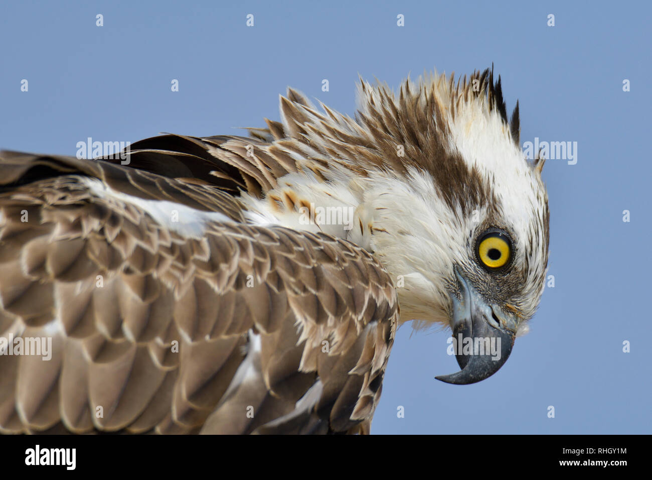 L'OSPREY, le poisson hawk close up Banque D'Images