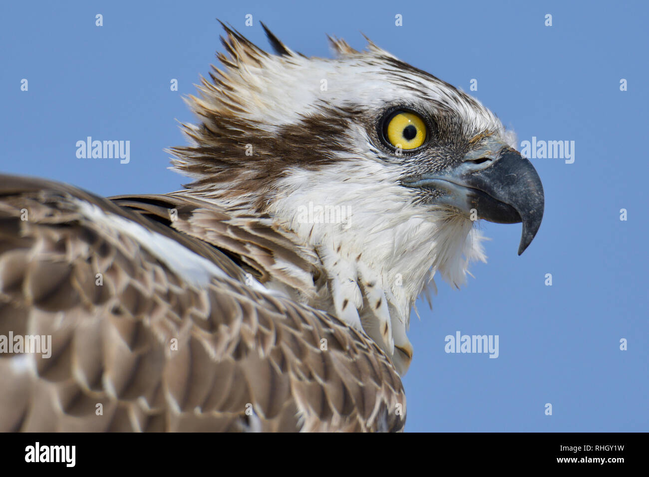 L'OSPREY, le poisson hawk close up Banque D'Images