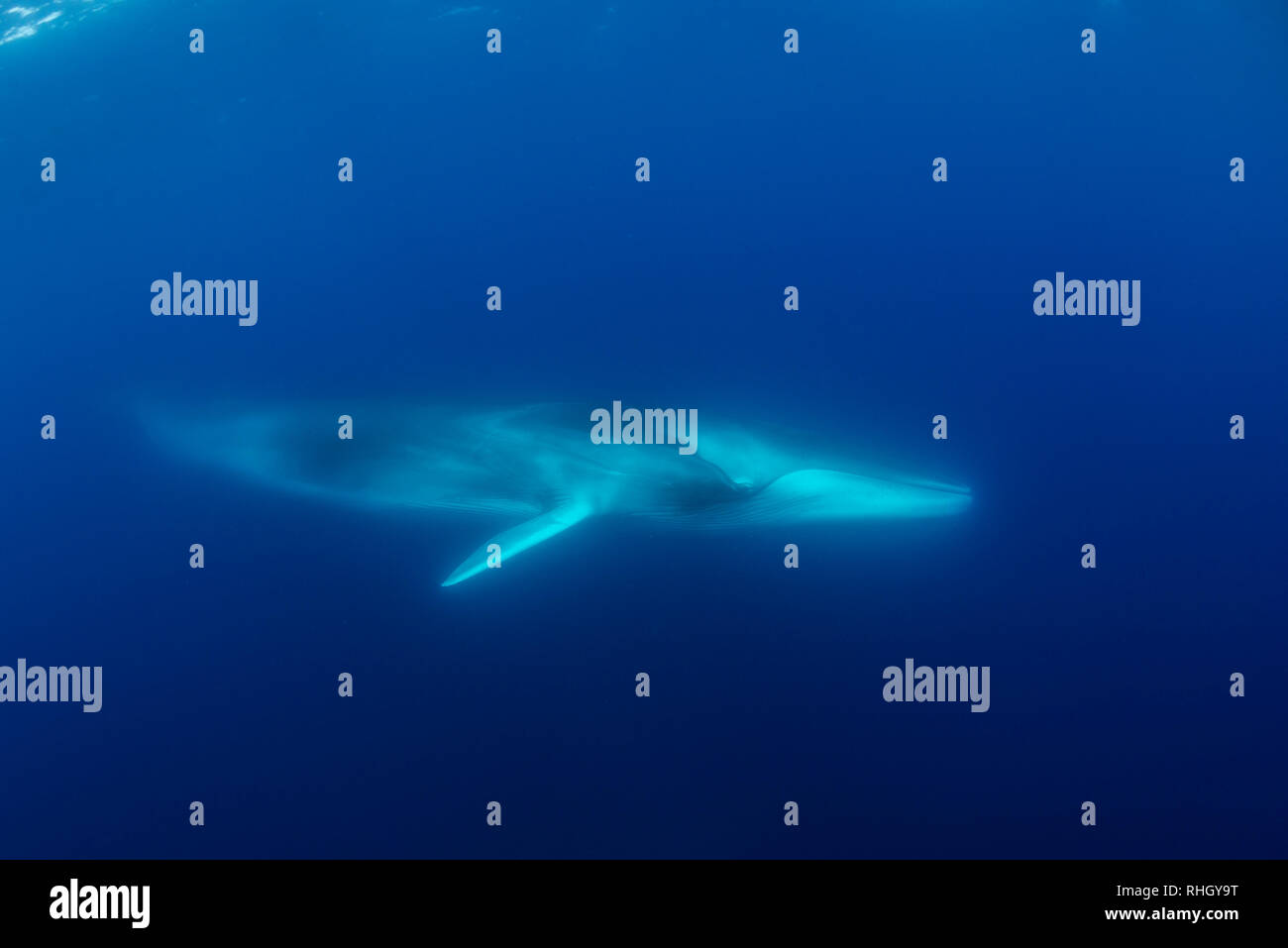 Rorqual commun, Balaenoptera physalus, vue sous-marine, de l'océan Atlantique, les Açores, Portugal. Banque D'Images