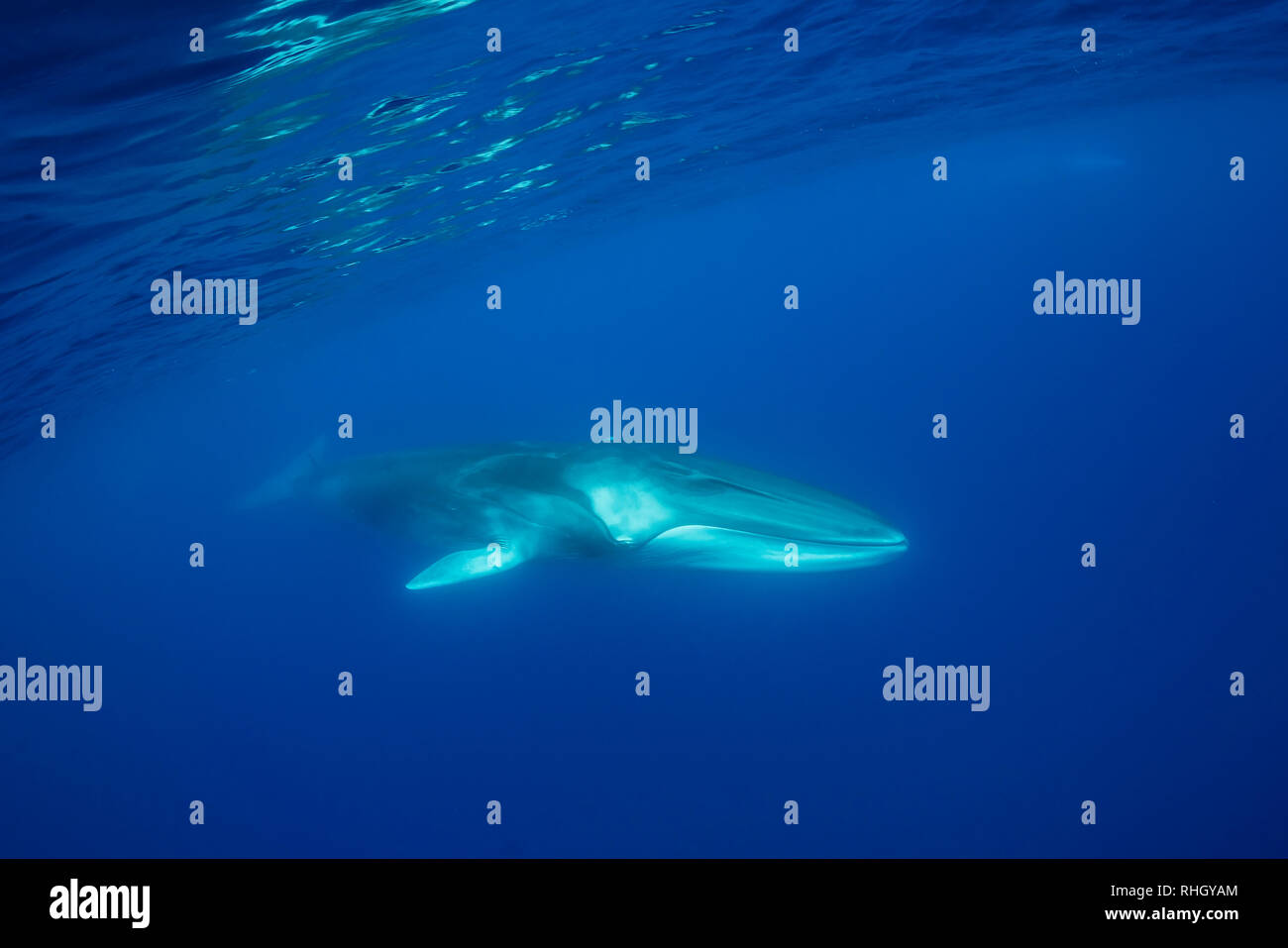 Rorqual commun, Balaenoptera physalus, vue sous-marine, de l'océan Atlantique, les Açores, Portugal. Banque D'Images