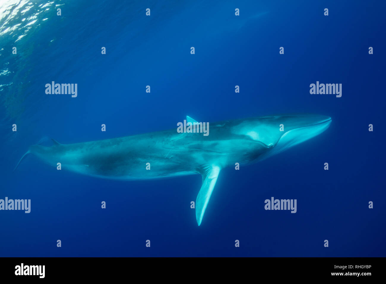 Rorqual commun, Balaenoptera physalus, vue sous-marine, de l'océan Atlantique, les Açores, Portugal. Banque D'Images