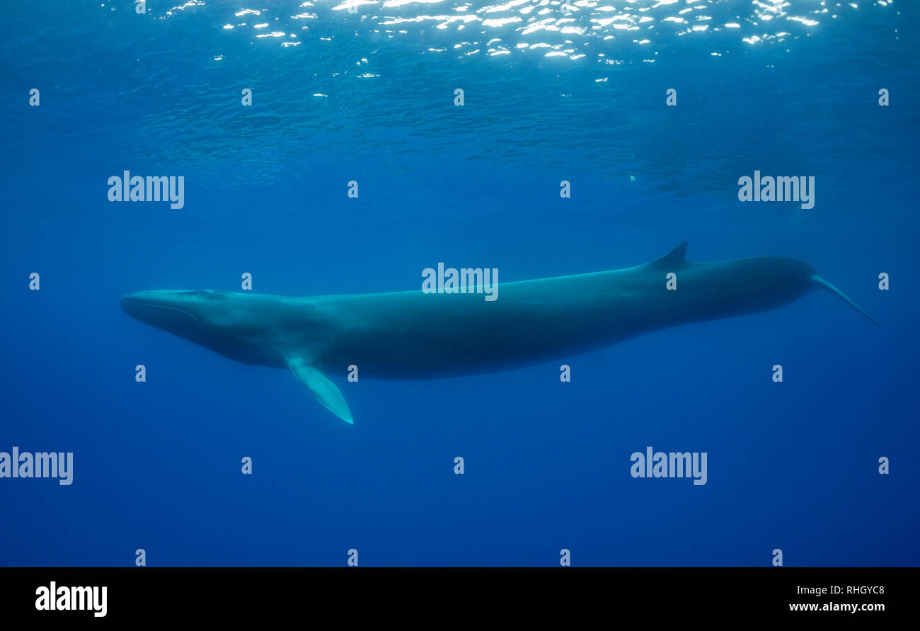 Rorqual commun, Balaenoptera physalus, vue sous-marine, de l'océan Atlantique, les Açores, Portugal. Banque D'Images