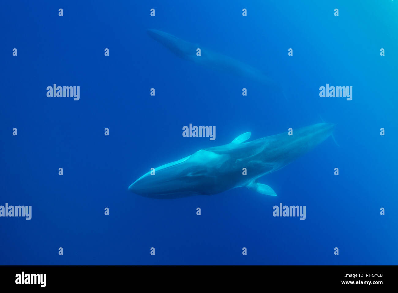 Deux rorquals communs, Balaenoptera physalus, vue sous-marine, de l'océan Atlantique, les Açores, Portugal. Banque D'Images