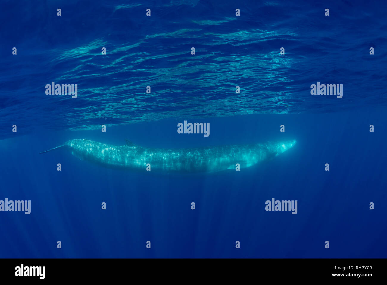 Rorqual commun, Balaenoptera physalus, vue sous-marine, de l'océan Atlantique, les Açores, Portugal. Banque D'Images