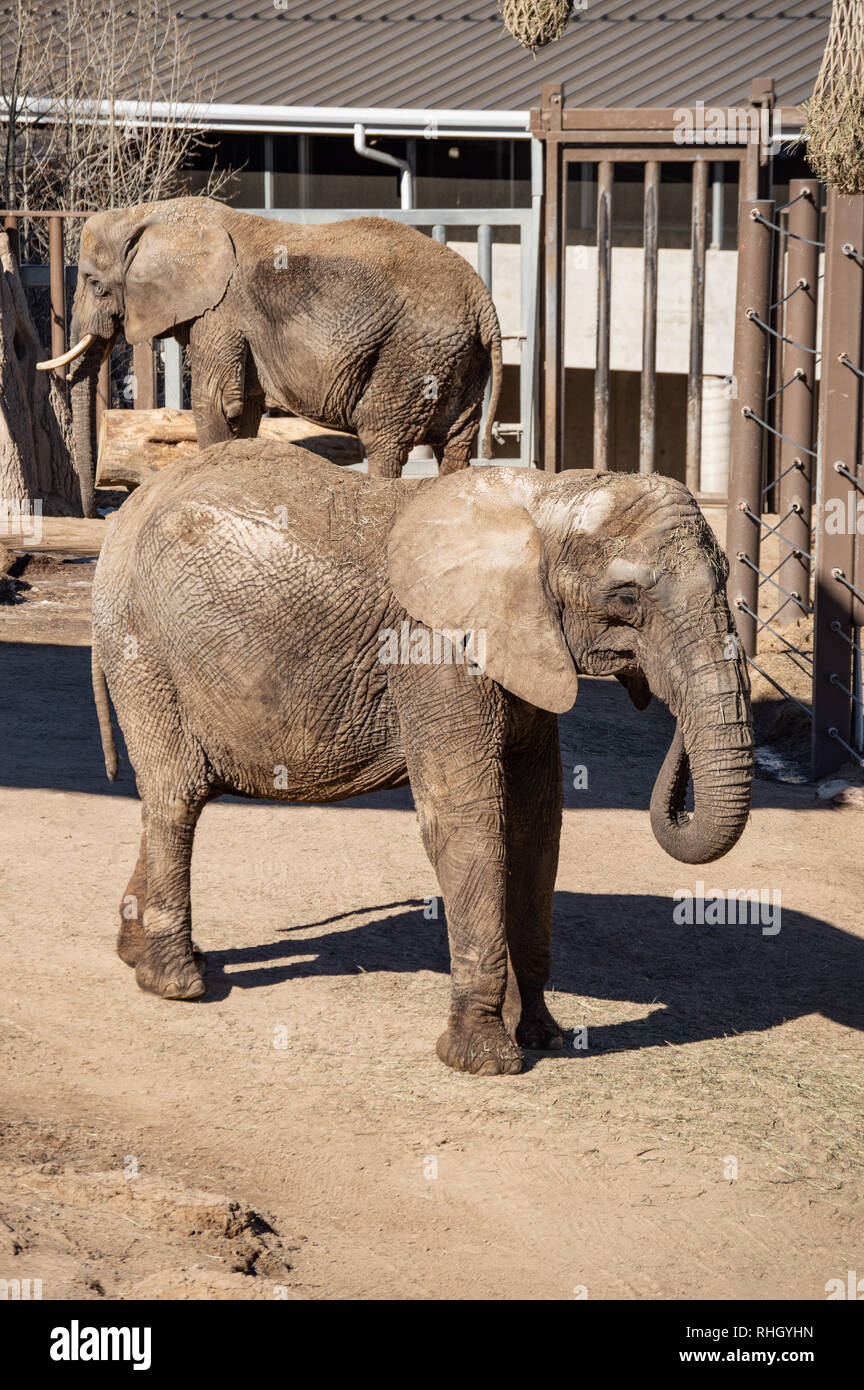 L'éléphant en captivité au Zoo de Cheyenne Mountain, à Colorado Springs, Colorado Banque D'Images