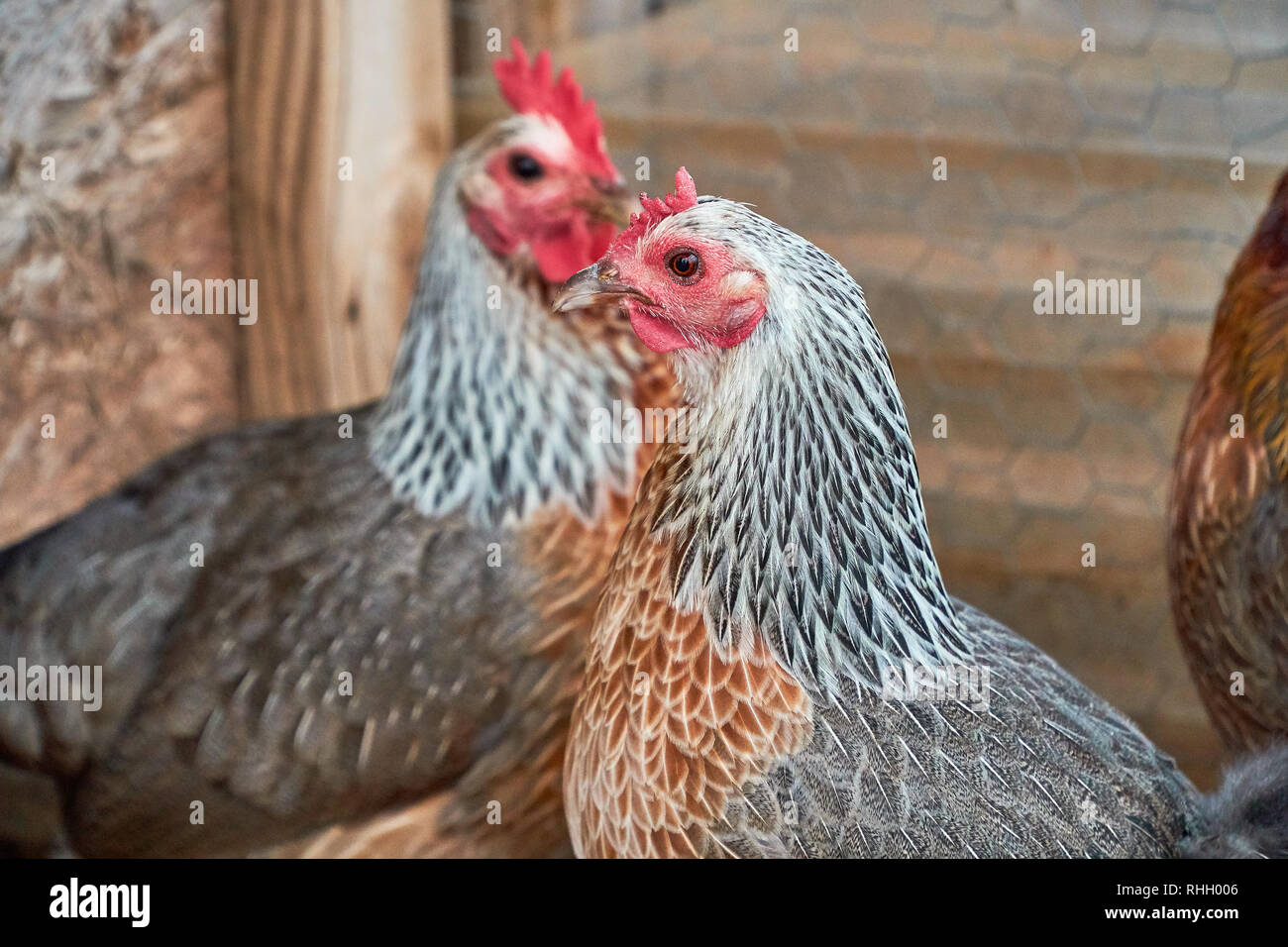 Deux magnifiques Golden Duckwing jeu américain Hen Poulets Banque D'Images
