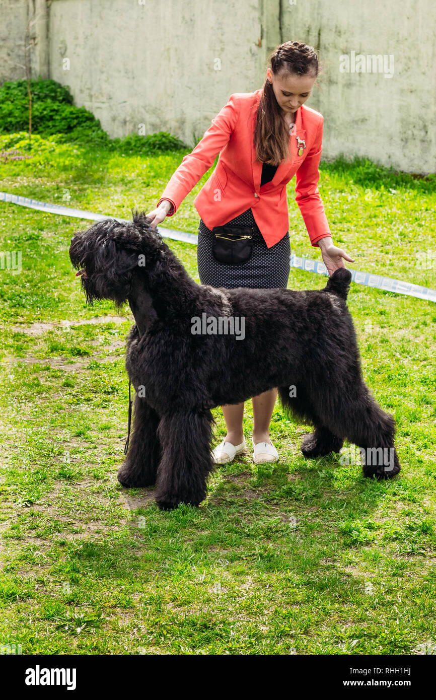 Race De Chien Grand Basset Griffon Vendéen Avec Girl