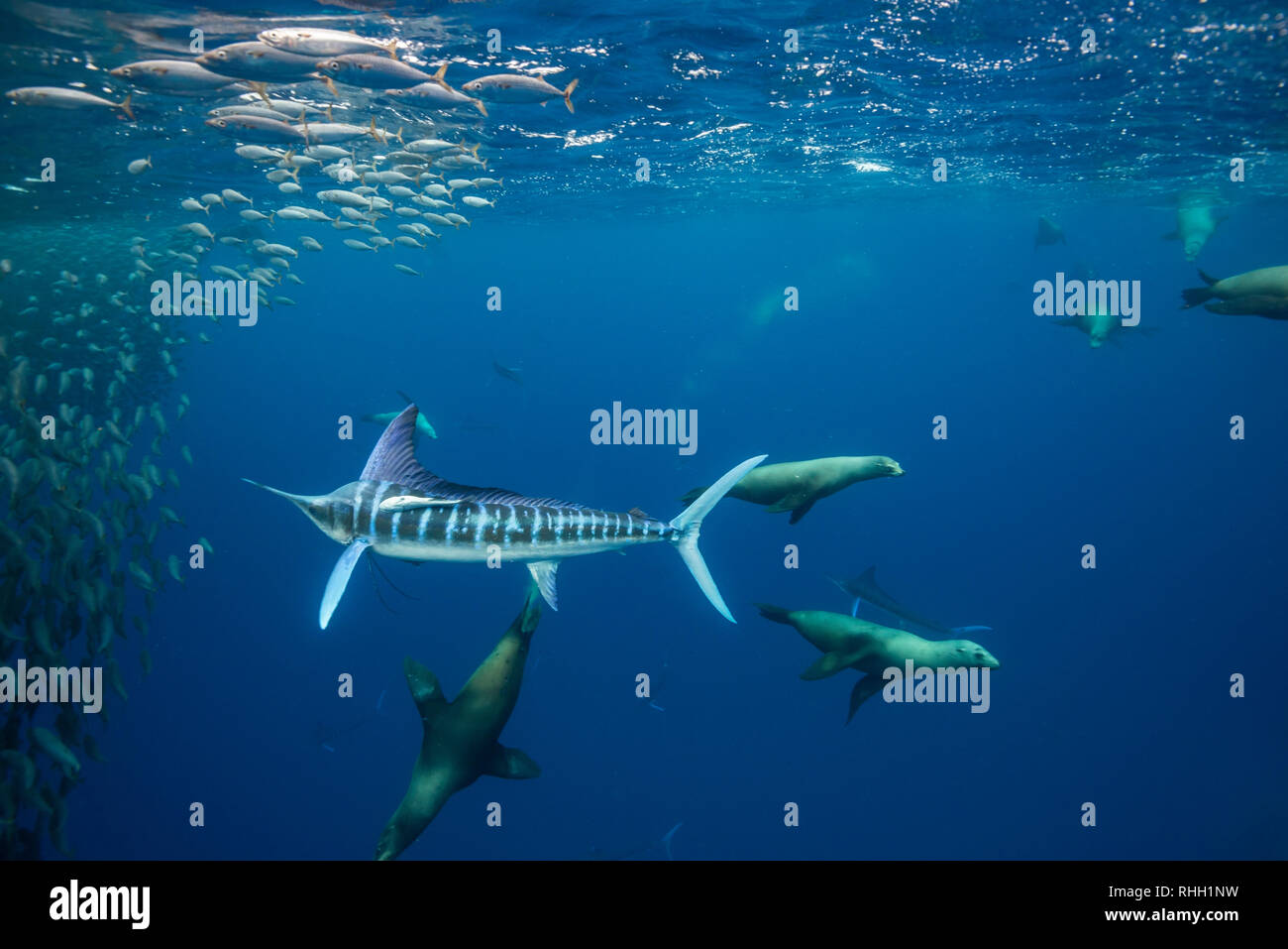 Le marlin rayé et l'otarie de Californie hunting sardines au large de la côte du Pacifique de Baja California Sur, au Mexique. Banque D'Images