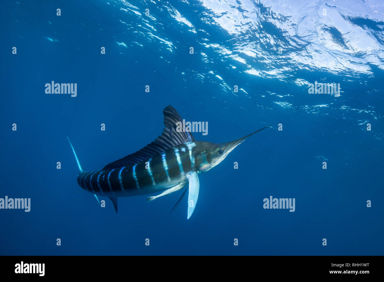 Le marlin rayé hunting sardines au large de la côte du Pacifique de Baja California Sur, au Mexique. Banque D'Images