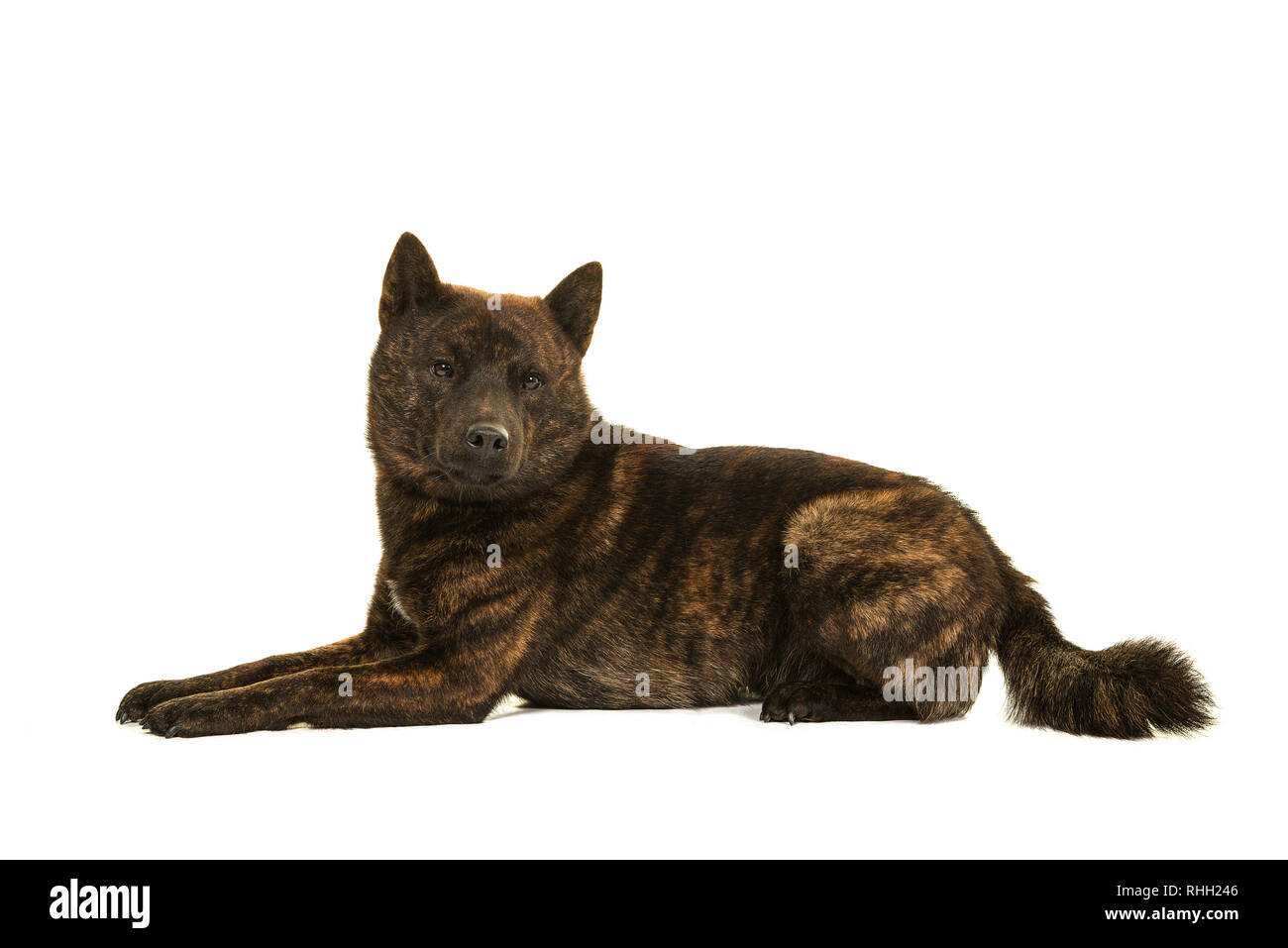 Kai Ken chien mâle la race japonaise couché vu du côté isolé sur fond blanc Banque D'Images