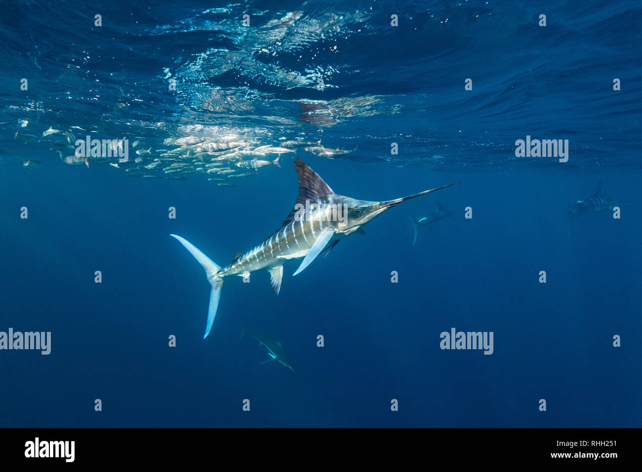 Le marlin rayé et l'otarie de Californie hunting sardines au large de la côte du Pacifique de Baja California Sur, au Mexique. Banque D'Images