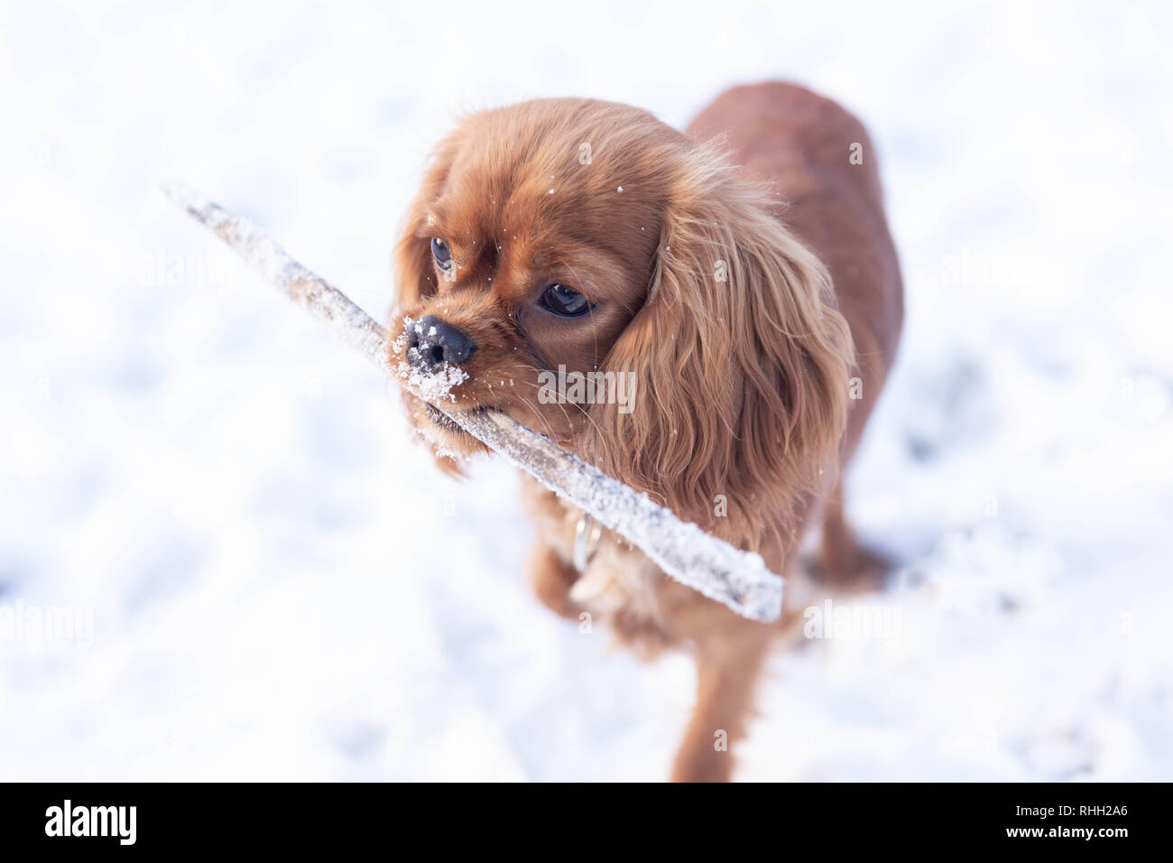Joli chien avec stick en bouche jouant sur la neige Banque D'Images