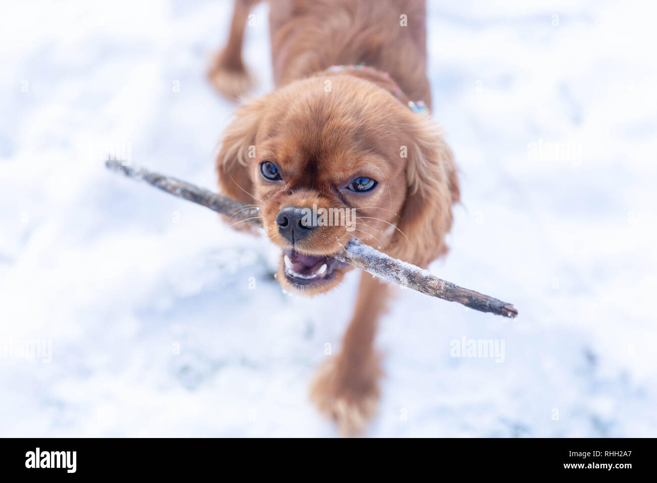 Joli chien avec stick en bouche jouant sur la neige Banque D'Images