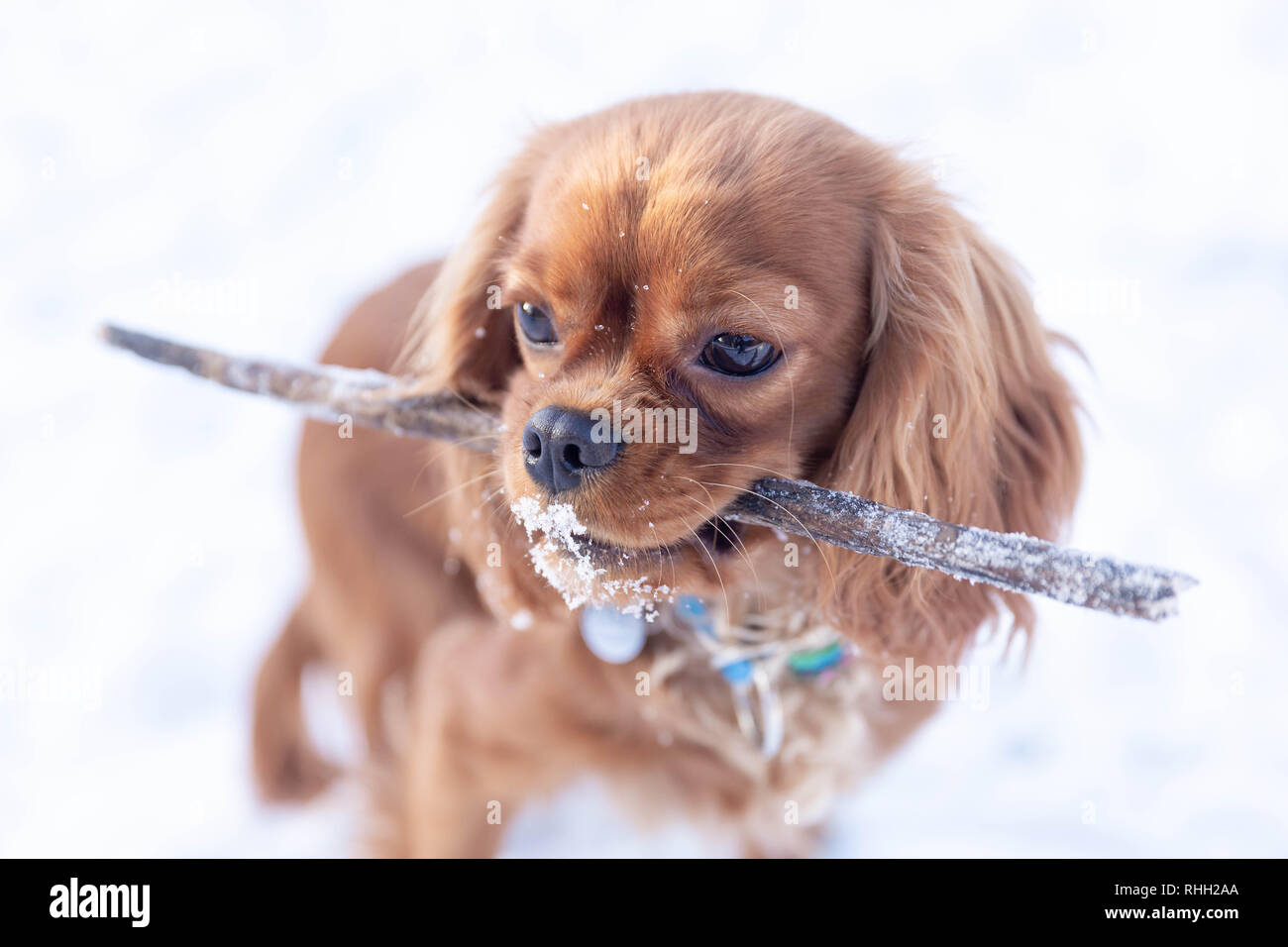 Joli chien avec stick en bouche jouant sur la neige Banque D'Images