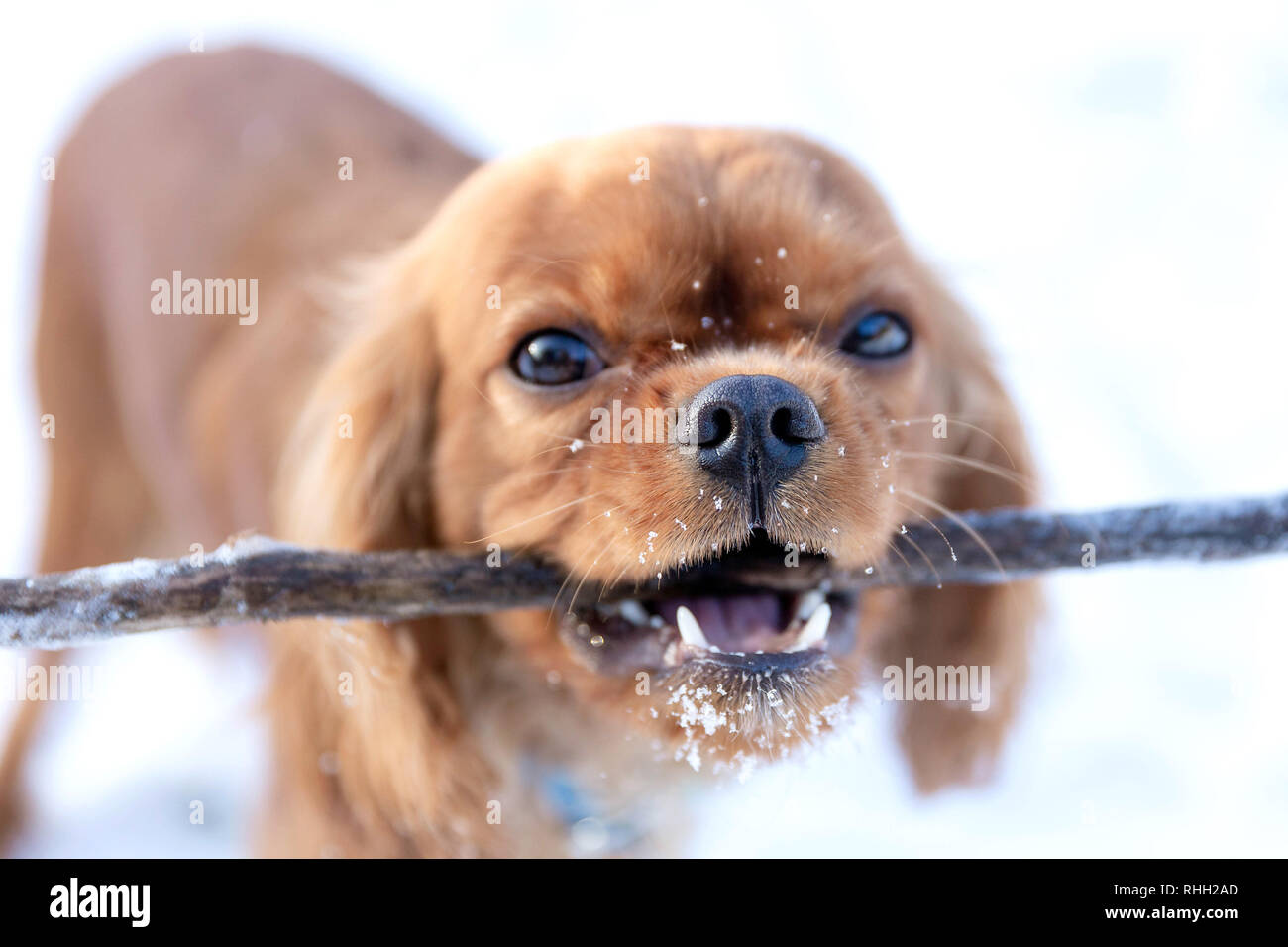 Funny dog avec stick en bouche jouant sur la neige Banque D'Images