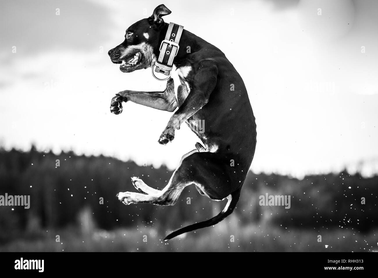 Photographie noir et blanc d'un mâle tricolore bull-terrier américain de mine dog sautant dans la neige Banque D'Images