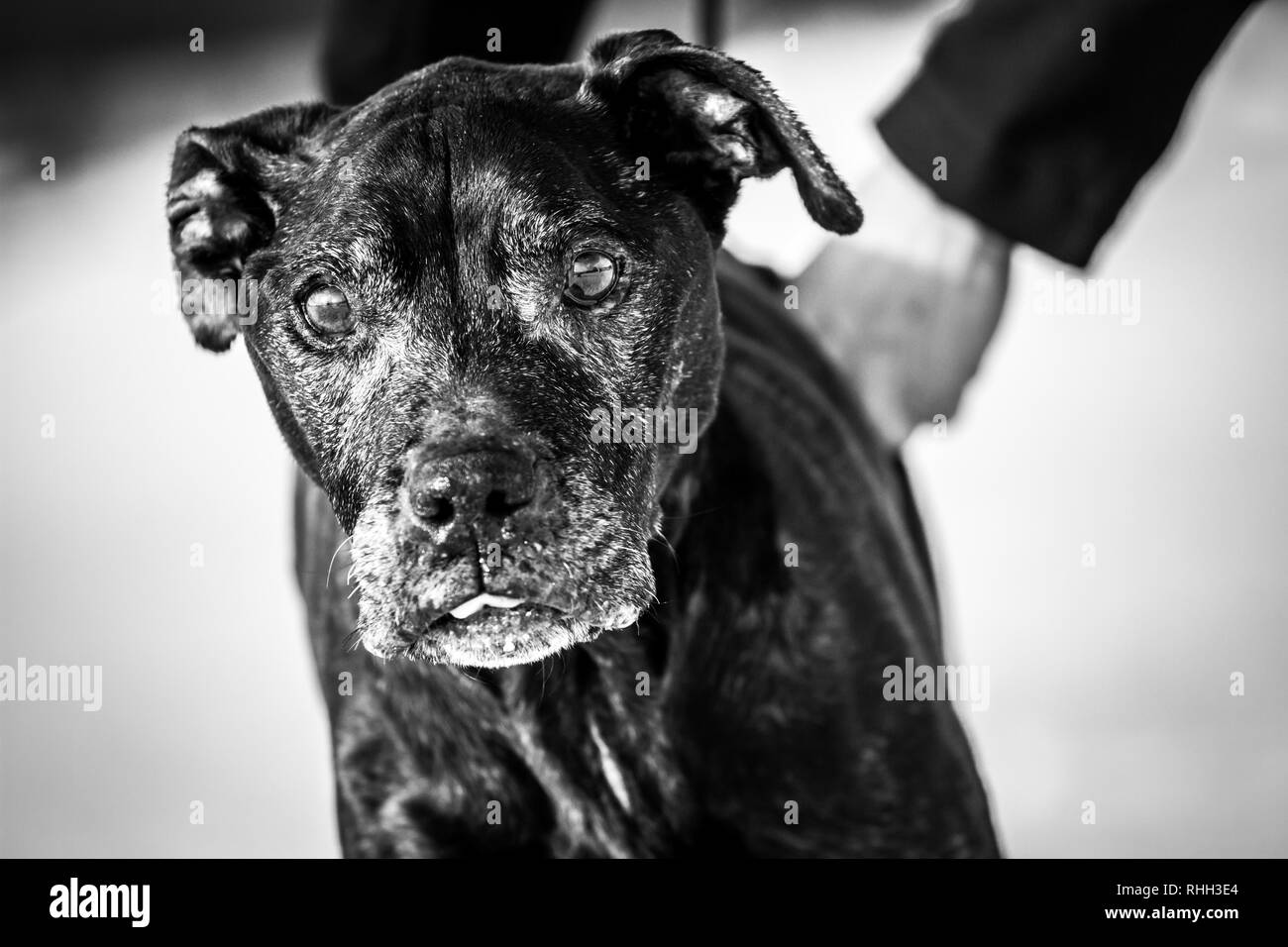 Noir blanc portrait d'une femelle âgée bull-terrier américain de mine (14 ans) dans la neige Banque D'Images
