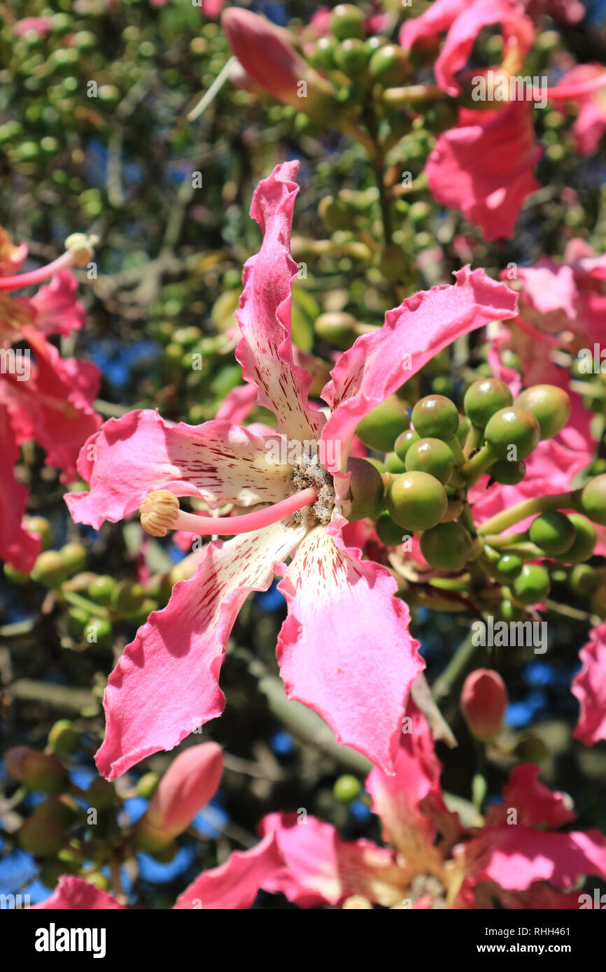 Rose fermée Ceiba Speciosa fleur dans la lumière du soleil de Buenos Aires, Argentine, Amérique du Sud Banque D'Images