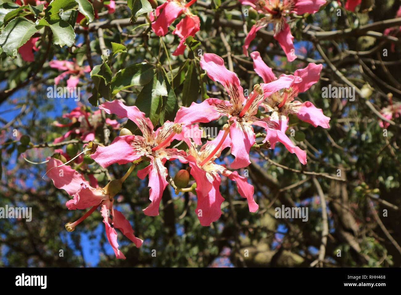 Ceiba Speciosa rose ou de soie Fleurs de l'arbre dans la lumière du soleil de Buenos Aires, Argentine, Amérique du Sud Banque D'Images