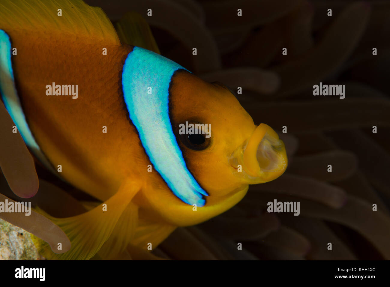 Spot de plongée : Breakers Housereef Banque D'Images