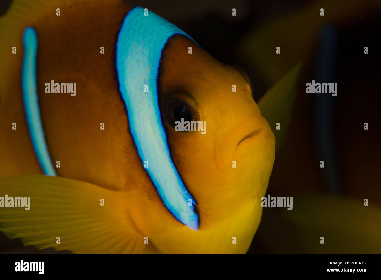 Spot de plongée : Breakers Housereef Banque D'Images