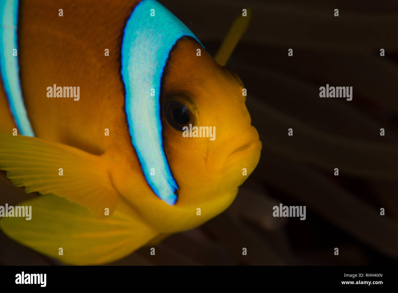 Spot de plongée : Breakers Housereef Banque D'Images