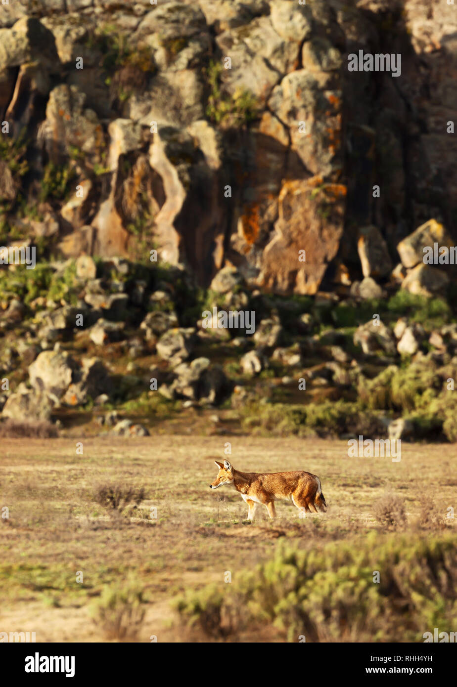 Espèces rares et menacées de loup éthiopien (Canis simensis) Promenade à pied dans les hautes terres d'Éthiopie, montagnes de balle. Banque D'Images