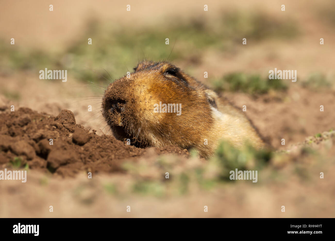 Close up d'un grand Africain à tête de rat-taupe, également connu sous le nom de racine-rat géant éthiopien, rats-taupes africains, ou des rats-taupes géantes dans les montagnes de balle, de l'Éthiopie Banque D'Images