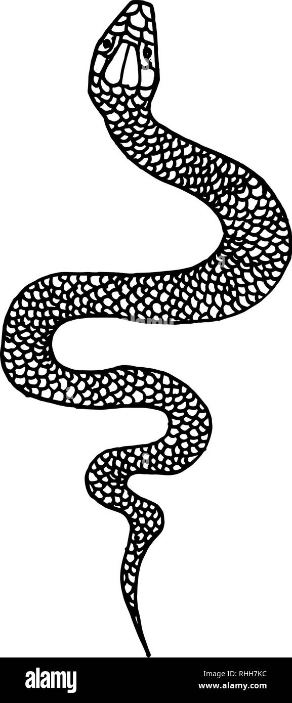 Serpent dessiné à la main dans l'illustration style doodle. L'élément de conception pour poster, carte, t shirt. Vector illustration Illustration de Vecteur