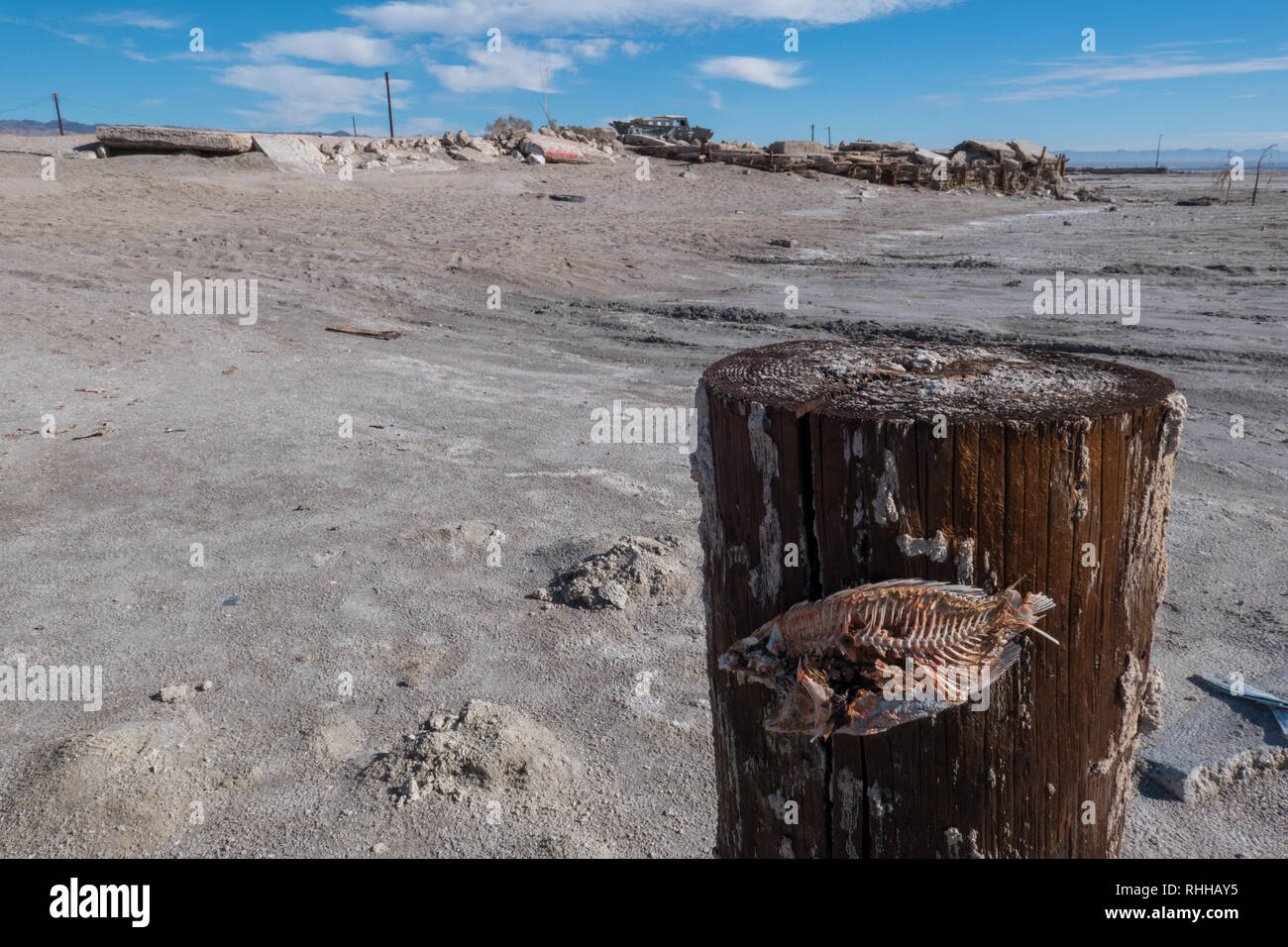 Squelette de poisson mort cloué à la pole position à la ville abandonnée de Bombay Beach à la Salton Sea en Californie, USA Banque D'Images