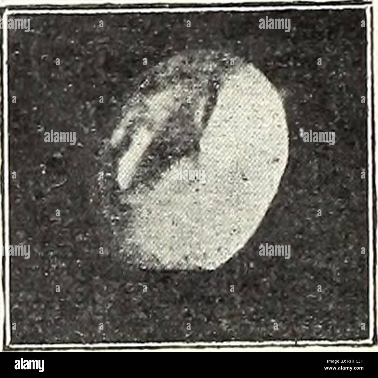 . Blätter für Aquarien und- Terrarien-Kunde. Originalaufnahme nach dem Leben für die "Blätter". Erfolg, der uns Repti- lienpflegern- sporn ein un sein sollte, dieser Seite unserer Lieb- haberei Ein ganz besonderes Augenmerk zuzu- richten. Zahlreiche Arten Wie sind im Terra- rium jamais noch nicht gezüchtet ! Wer hätte, dass man je gehört Scincus officinalis, der zu hunderten wird alljährlich importiert, Liens : Lacerta viridis subsp. major, 7 Tage alt. 156 : Lacerta serpa, 20 Tage alt. Natürliche Größe. (Gezüchtet von 0. Tofohr.) 3- Tropidono Eier von tus natrix var. siculus, Eier 20 vo Banque D'Images