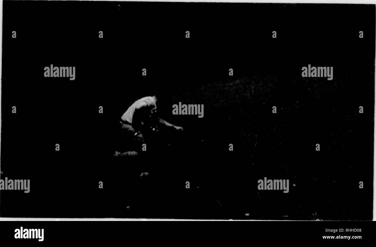 . Bob-whiting couvrir dans le comté de Franklin, Tennessee. Cailles ; les oiseaux. tf- je ss il % TSC* ainsi. 9i" site de th" lUMii itkown^* 1a 71 si "•. Veuillez noter que ces images sont extraites de la page numérisée des images qui peuvent avoir été retouchées numériquement pour plus de lisibilité - coloration et l'aspect de ces illustrations ne peut pas parfaitement ressembler à l'œuvre originale.. Jenkins, David Hall, 1918-. Banque D'Images