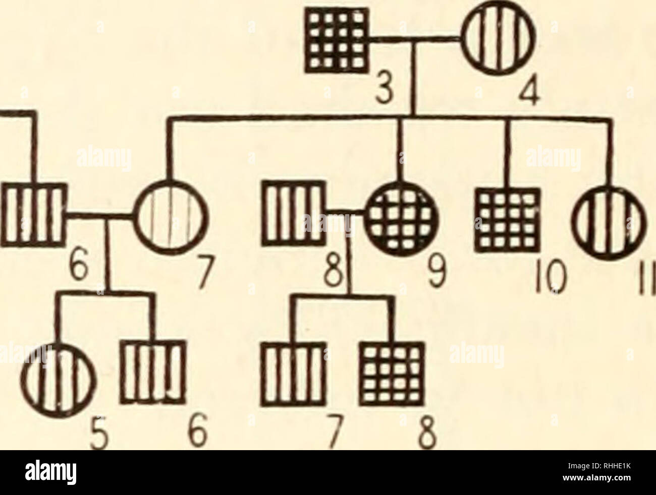 . Corps-construction et son héritage. L'hérédité, l'anatomie humaine. 52 études familiales à construire. II, S , 172 cm. (68 pouces) de hauteur et pesant 57 kg. (125 livres) ; construire 1,9 (27), mince. Marié, J'ai 2, 9 157 em. (62 pouces) de hauteur et pesant 50 kg. (110 livres), version 2.0 (29), mince. Ils ont eu 4 enfants : (1) $ , 173 cm. (68 pouces) de hauteur, pesant 54 kg. (120 livres) ; construire 1,8 (26), mince ; (2) $ , 173 cm. (68 pouces) de hauteur, pesant 60,4 kg. (133 livres) ; version 2.0 (29), mince ; (3) 9, 165 cm. (65 pouces) de hauteur, pesant 52 kg. (115 livres) ; construire 1,9 (27), mince ; (4) $, 170 cm. (67 pouces) Banque D'Images