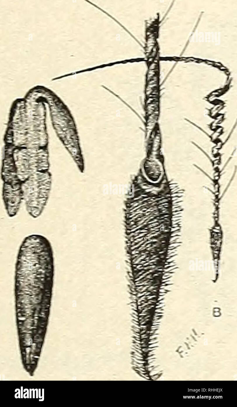 . La Virginie et autres cailles des États-Unis dans leurs relations économiques. Cailles, colins. Fig. 4.-Semence de camomille (Uula- ntis cotula). j'ai de Bull. 38, Sw- vada Poste de l'expérience agricole.) 41,89  % de l'alimentation annuelle.^ Graines de rendement composite 5,55  %, comme les mauvaises herbes nuisibles comme les chardons qui composent la plus grande partie de ce pourcentage. Les chardons plus souvent consommés sont Centaurea meli- tensis. C. americana, 0. solstitialis, Ma- riana mariniana, Sonchus sp.. et d'un duns sp. M. mariniana possède le plus grand des graines. Quatre-vingt-dix de ces avaient été mangés par une caille photographiée par F. Banque D'Images