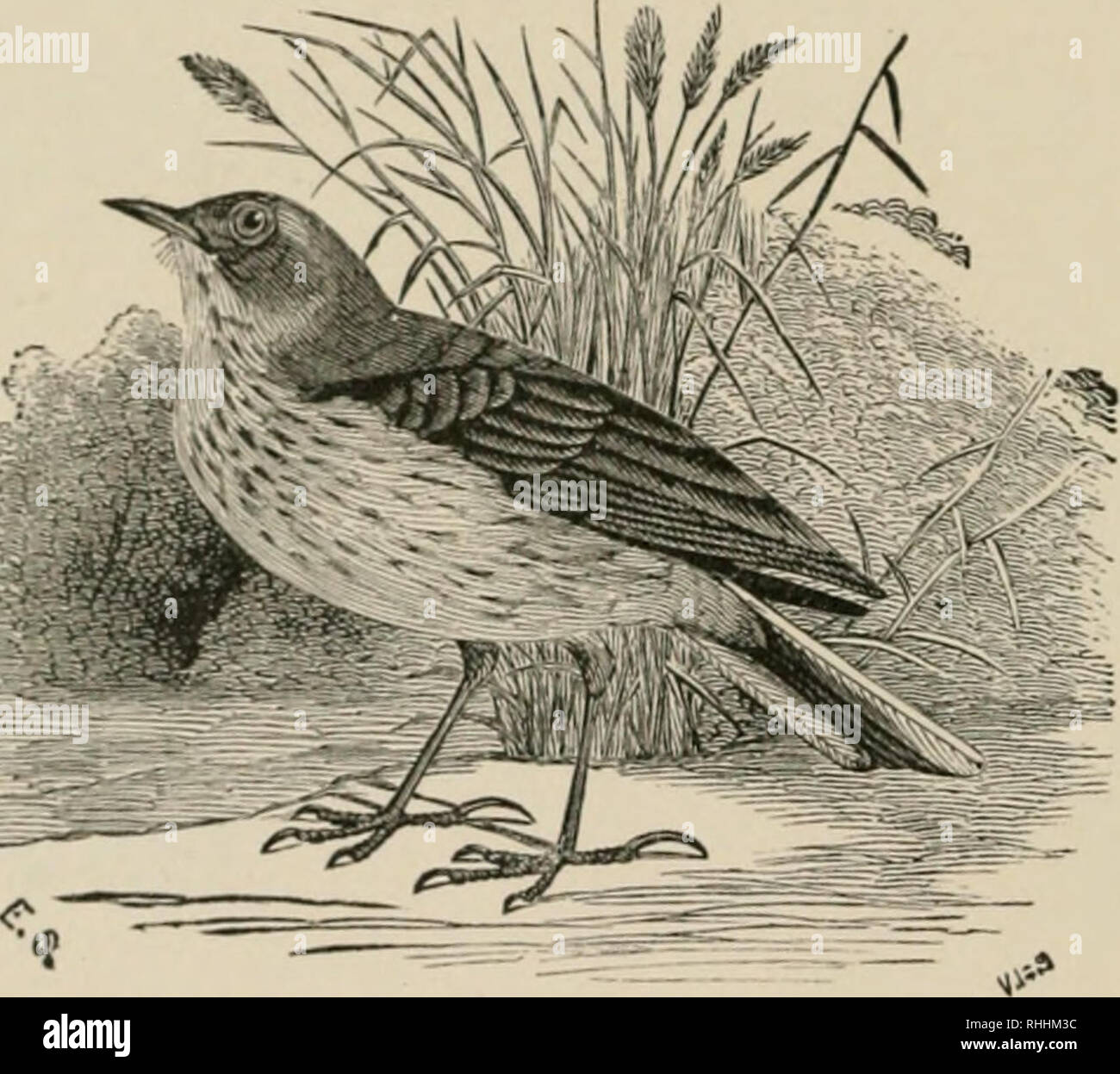 Les Oiseaux De Lest De Lamérique Du Nord Connu Pour Se