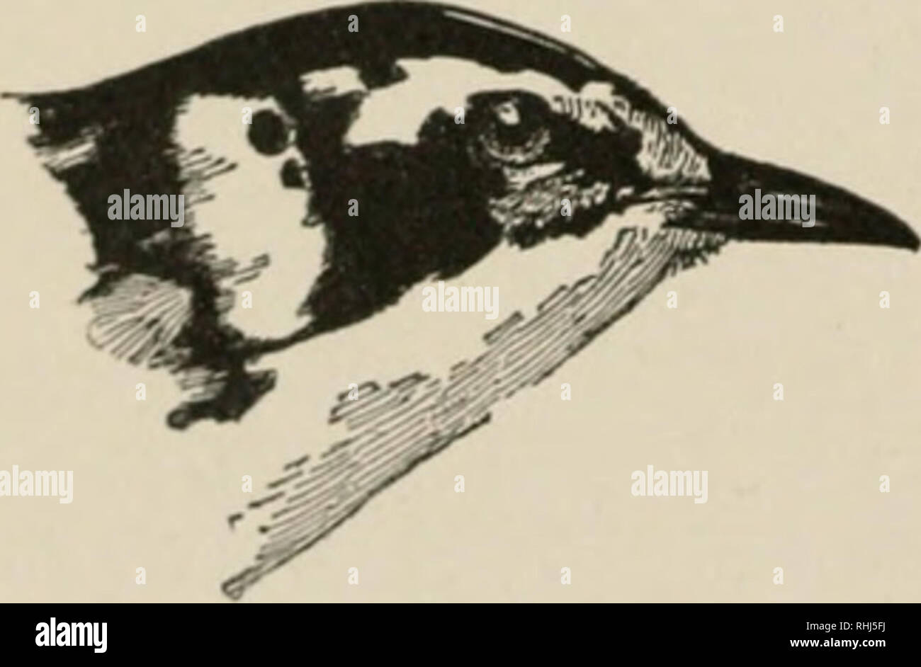 Les Oiseaux De Lest De Lamérique Du Nord Connu Pour Se