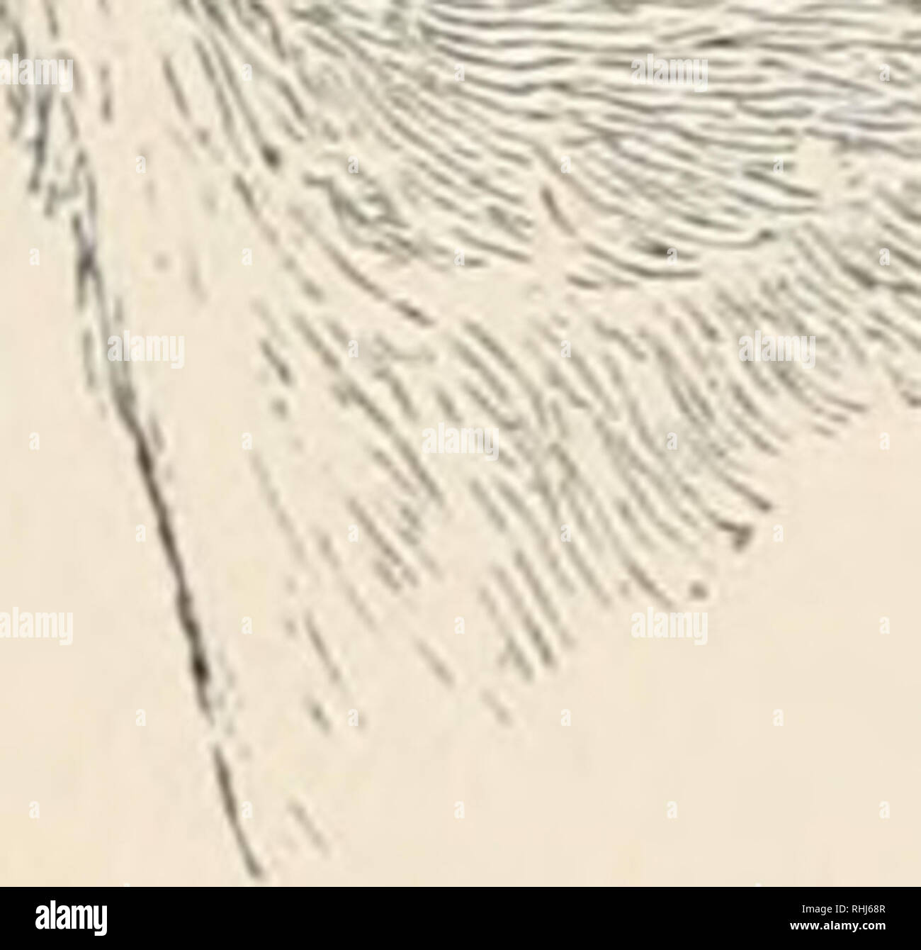 . Les oiseaux de l'Est de l'Amérique du Nord : connu pour se produire à l'est de la quatre-vingt-dixième méridien. Les oiseaux -- Amérique du Nord. Haut de la tête, et l'ardoise brunâtre ; une bande de couleur fauve sur chaque oeil ; aucune bande fauve sur milieu de couronne. Bruant =Sharp. Sharp-tailed Finch. Ammodramus c&Lt ;//n/a et les races. Voir n° 414.. Phompara bicolor. Du dos et le croupion, vert olive ; gorge ou les côtés du cou, Mark (mâle), ou "'ray (femelle). Espèces Indiennes de l'Ouest, accidentelle sur Florida Keys. Black-faced Grassquit ou Finch. Euetheia bicolor. Voir n° 449. Du dos et le croupion, vert olive, côtés du cou, jaune (mâle), ou de la gorge, ches Banque D'Images