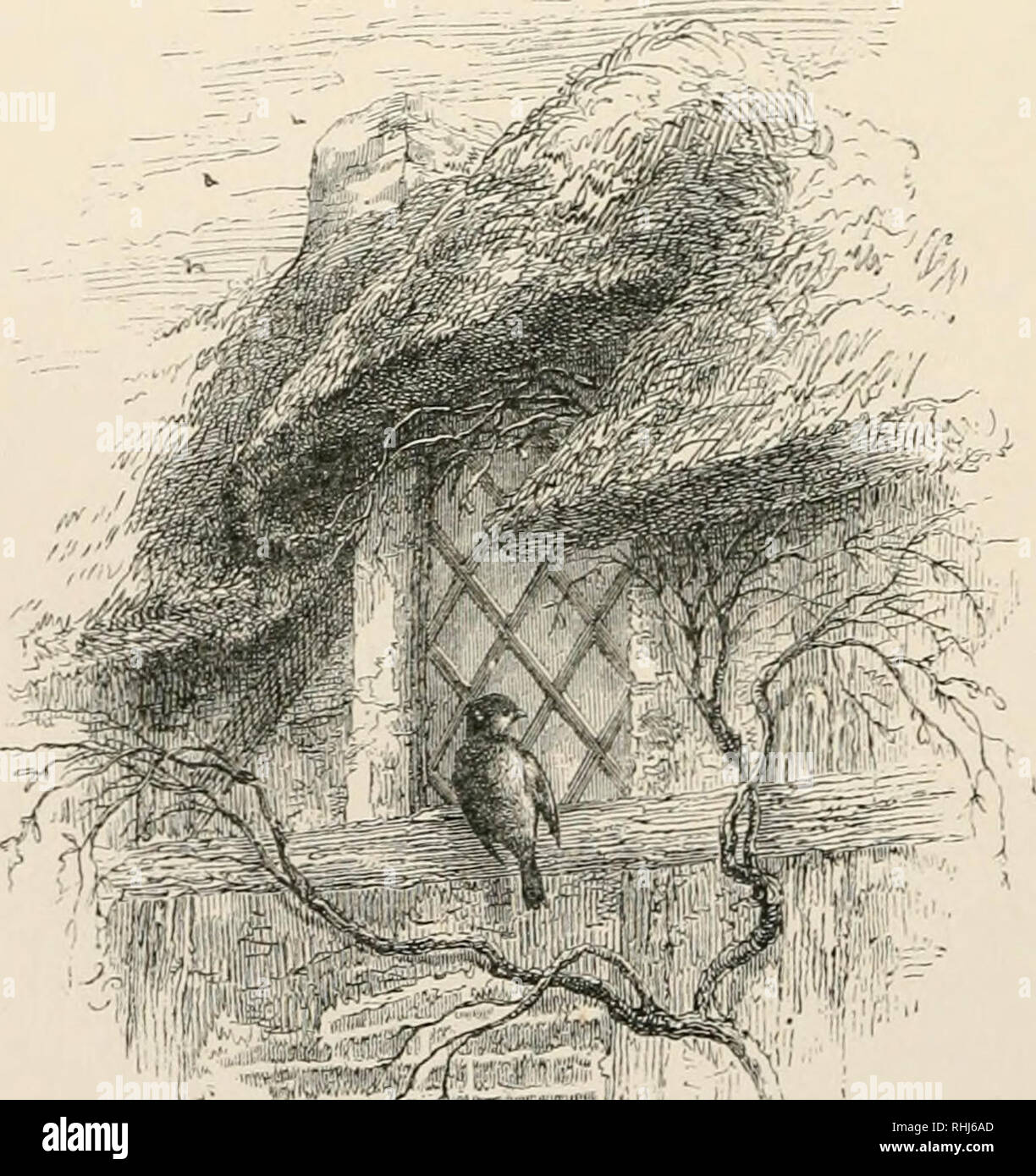 L Oiseau Les Oiseaux C Est Ton Aixtumn Le Camarade Qui Fait Appel A Toi Par Le Ciel Par Tous Les Reprouves Woodman Oh Plaignez Moi Oui En Ces Jours De Famine Petit