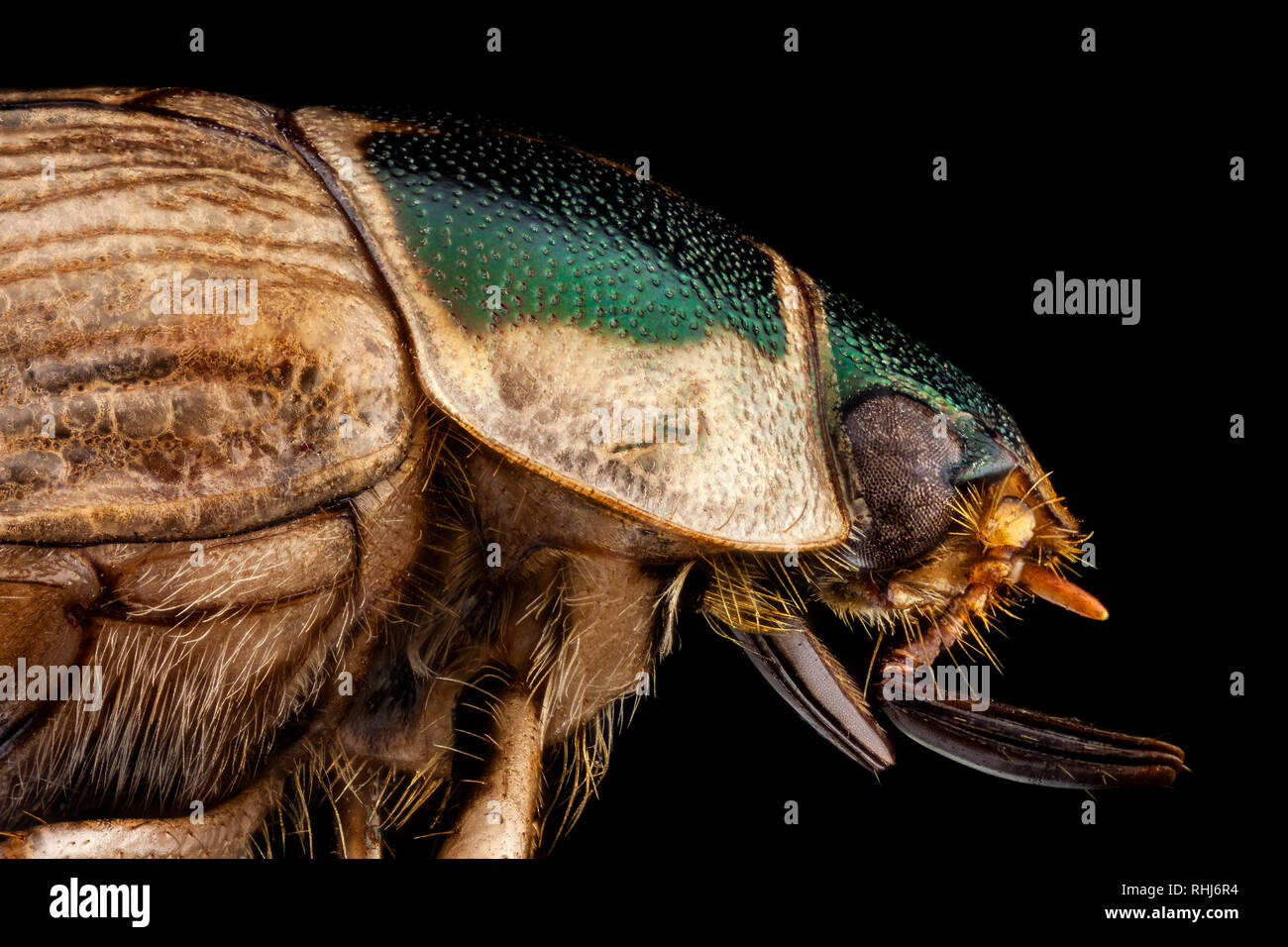 Portrait de profil d'un scarabée japonais Banque D'Images