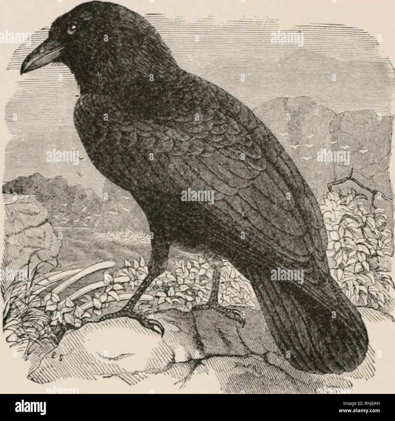 . Les oiseaux de l'Est de l'Amérique du Nord : connu pour se produire à l'est de la quatre-vingt-dixième méridien. Les oiseaux -- Amérique du Nord. 212 CLÉ DE L'HIIIDS KASTKKN NOKTII D'AMÉRIQUE. 1'liimu^viug ; e, Mack, sous ll.."i(t ; ira-u-. sous 2,10 ; hill, sous l.^n. Poisson-de-Corbeau. (,'Nri-iis iifi.ti/r No{ ; j;s. (Ien"T;il Groupe 6. Aile, plus de 15 pouces de long.. Kiivtn. noir. Raven. J-N,-ii i- principal est. N° 3(;r&gt ;.. Veuillez noter que ces images sont extraites de la page numérisée des images qui peuvent avoir été retouchées numériquement pour plus de lisibilité - coloration et l'aspect de ces illustrations ne peut pas parfaitement ressembler à l'o Banque D'Images