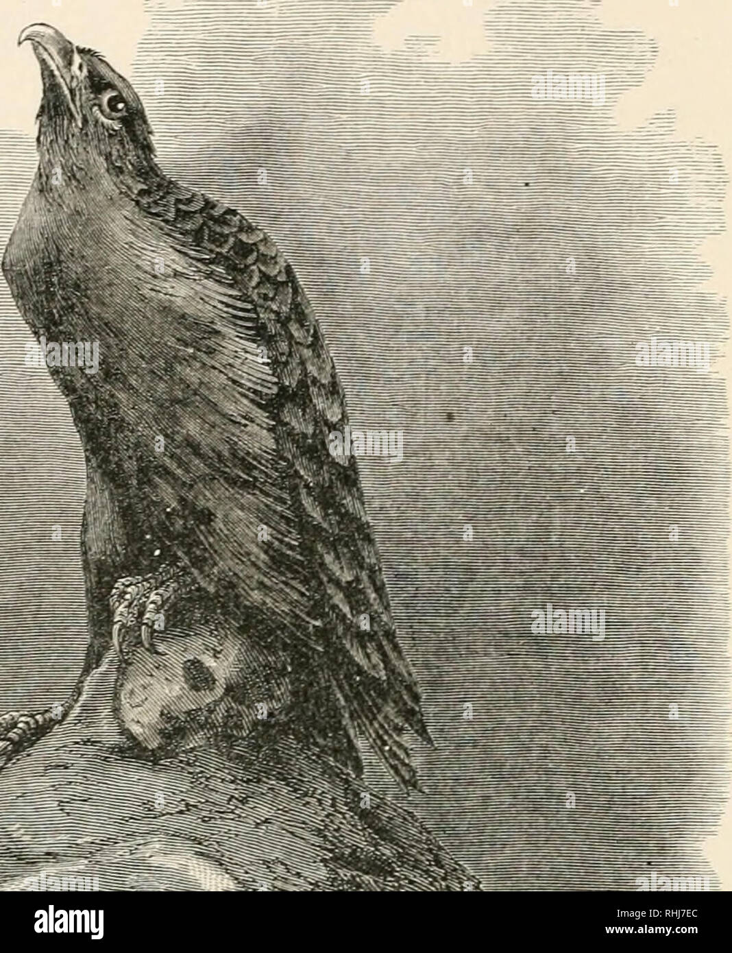 Loiseau Les Oiseaux 158 La Mort Le Crâne Est Aplati Le